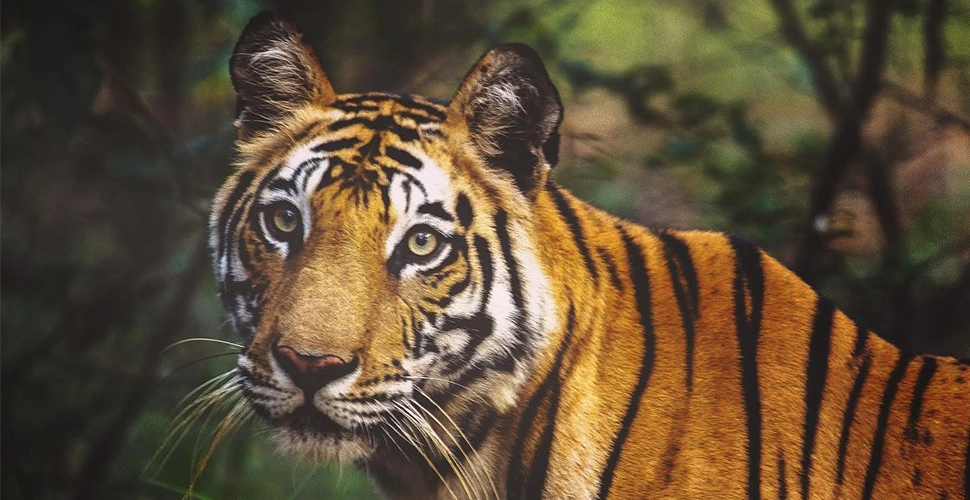 Bandhavgarh, Madhya Pradesh, Mowgli Camp