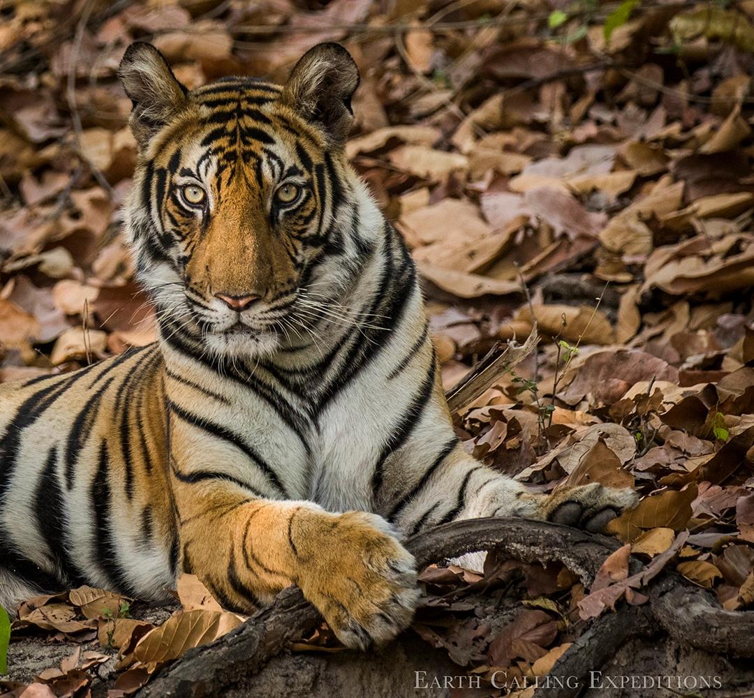 Mowgli Camp Bandhavgarh ,wildlife Photography tour for  school students