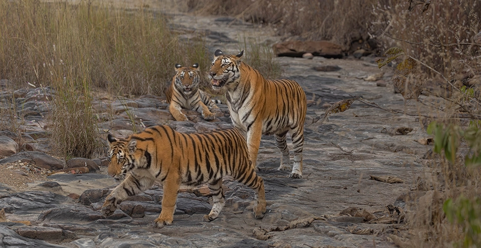 Panna, Madhya Pradesh, Mowgli Camp
