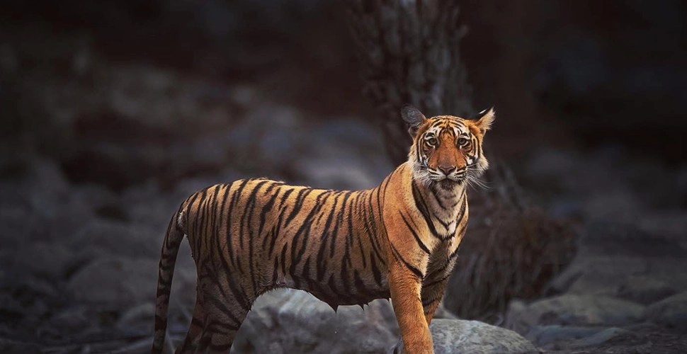 Mowgli Camp, Ranthambore, Rajasthan