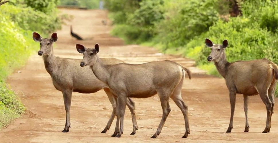 Mowgli Camp, Sariska, Wildlife, Rajasthan