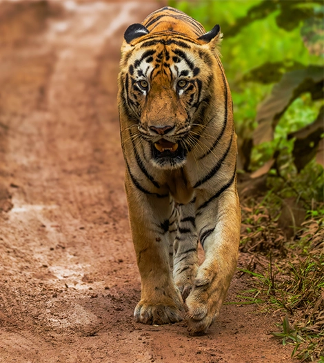 Mowgli Camp, Tadoba , Maharashtra