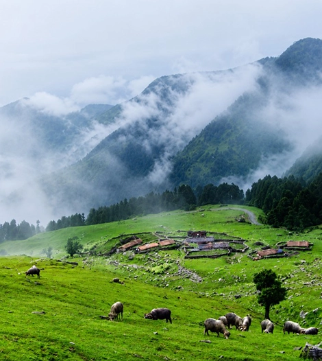 Mowgli Camp Uttarakhand Tungnath Chopta